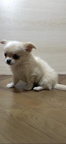 和歌山県のチワワ(ロング) (ペットアミ 和歌山インター店/2025年9月12日生まれ/男の子/クリームホワイト)の子犬の2枚目の画像
