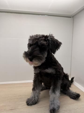 ミニチュアシュナウザー