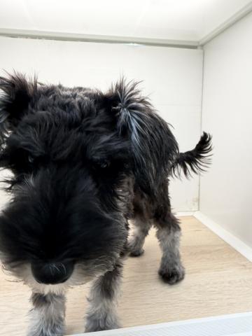 ミニチュアシュナウザー