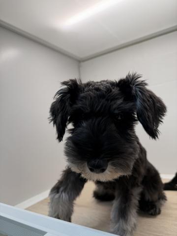 ミニチュアシュナウザー