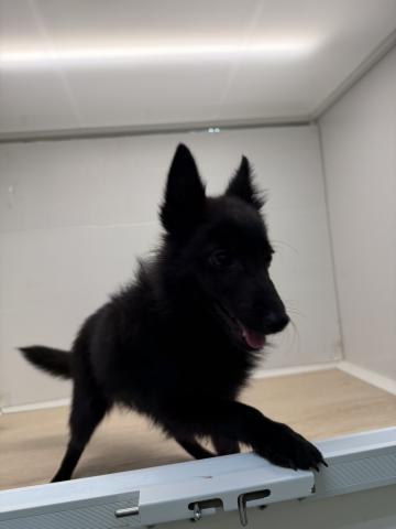 スキッパーキー