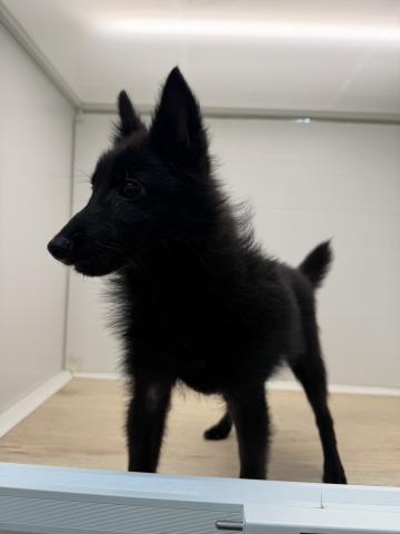 スキッパーキー