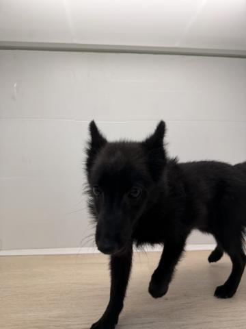 スキッパーキー