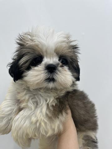 三重県のシーズー (ペットアミ 名張店/2025年8月28日生まれ/男の子/ゴールドホワイト)の子犬の2枚目の画像