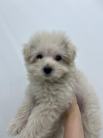 犬ハーフ（トイプードル×マルチーズ）