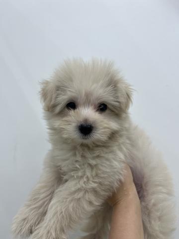 三重県のマルプー(マルチーズ×プードル) (ペットアミ 名張店/2025年8月16日生まれ/男の子/アプリコット)の子犬の2枚目の画像
