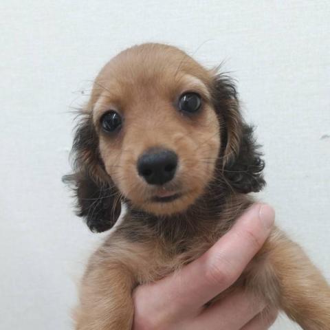 ミニチュアダックスフンド