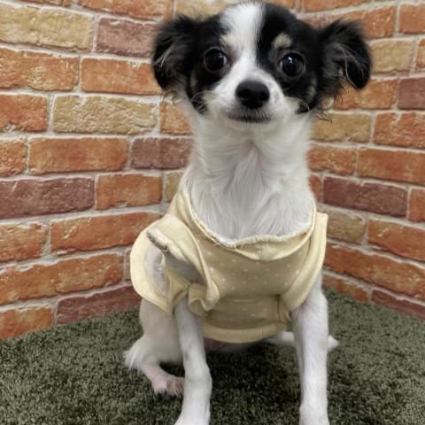 石川県のチワワ(ロング) (ペットアミ 津幡店/2025年6月20日生まれ/女の子/ホワイトブラック)の子犬の2枚目の画像