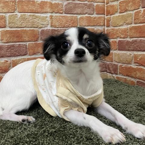 石川県のチワワ(ロング) (ペットアミ 津幡店/2025年6月20日生まれ/女の子/ホワイトブラック)の子犬の3枚目の画像