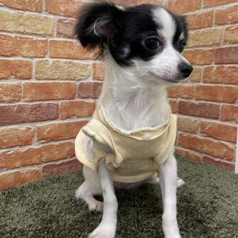 石川県のチワワ(ロング) (ペットアミ 津幡店/2025年6月20日生まれ/女の子/ホワイトブラック)の子犬の4枚目の画像