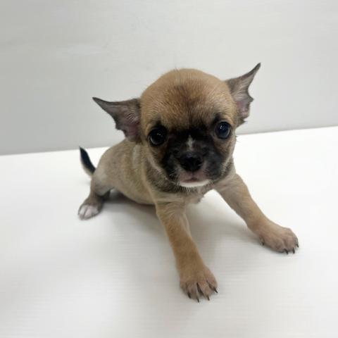 和歌山県のチワワ(スムース) (ペットアミ 岩出店/2025年8月16日生まれ/女の子/レッドセーブル)の子犬の1枚目の画像