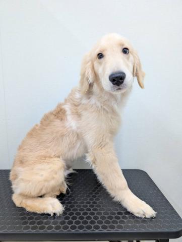 富山県のゴールデンレトリバー (ペットアミ宮野店/2025年6月21日生まれ/男の子/ゴールデン)の子犬の2枚目の画像