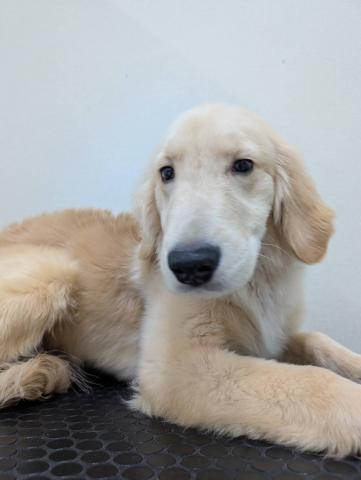 富山県のゴールデンレトリバー (ペットアミ宮野店/2025年6月21日生まれ/男の子/ゴールデン)の子犬の4枚目の画像