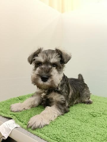 ミニチュアシュナウザー