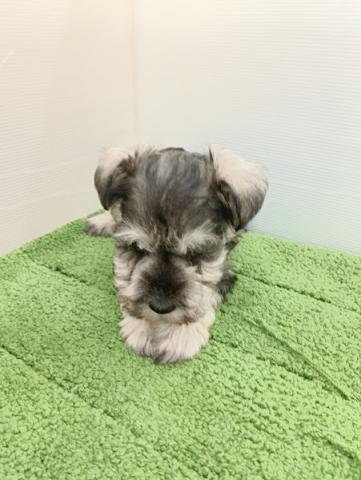 秋田県のミニチュアシュナウザー (ペットアミ 本荘インター店/2025年9月20日生まれ/男の子/ソルトペッパー)の子犬の4枚目の画像