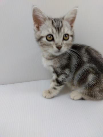 千葉県のアメリカンショートヘアー (ペットアミ 館山店/2025年8月30日生まれ/男の子/シルバータビー)の子猫の3枚目の画像