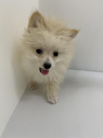 千葉県のハーフ犬・ミックス犬 (ペットアミ 館山店/2025年8月24日生まれ/女の子/クリーム)の子犬の2枚目の画像