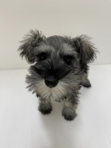 ミニチュアシュナウザー