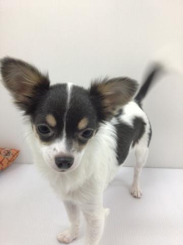 チワワ(ロングコート)