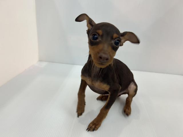 ミニチュアピンシャー