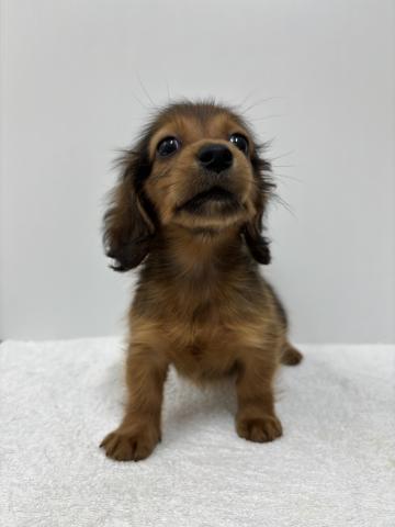 新潟県のミニチュアダックスフンド(ロング) (ペットアミ 加茂店/2025年9月27日生まれ/男の子/レッド)の子犬の1枚目の画像