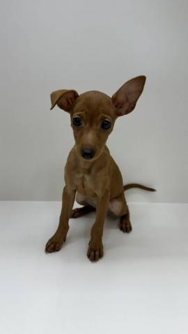 ミニチュアピンシャー