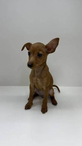 ミニチュアピンシャー