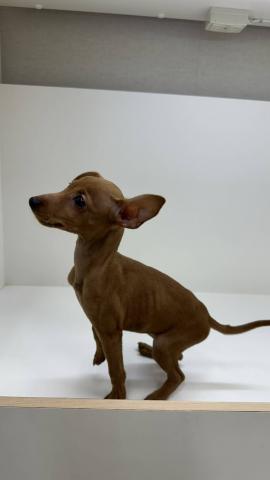 ミニチュアピンシャー