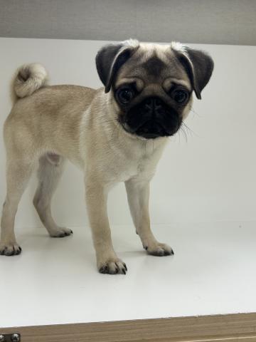 奈良県のパグ (ペットアミ 田原本店/2025年4月8日生まれ/男の子/フォーン)の子犬の1枚目の画像