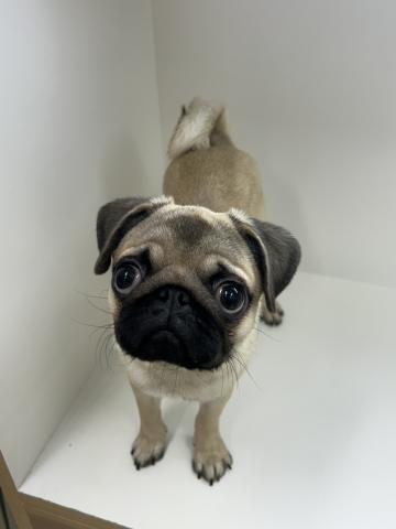 奈良県のパグ (ペットアミ 田原本店/2025年4月8日生まれ/男の子/フォーン)の子犬の2枚目の画像