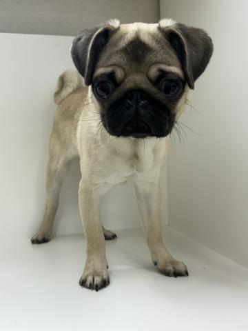 奈良県のパグ (ペットアミ 田原本店/2025年4月8日生まれ/男の子/フォーン)の子犬の3枚目の画像