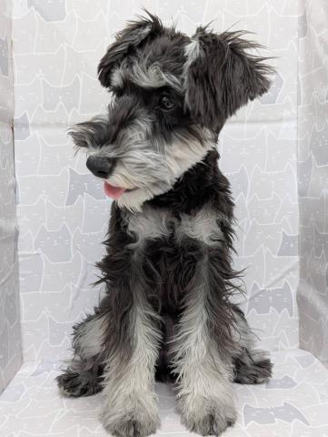 ミニチュアシュナウザー