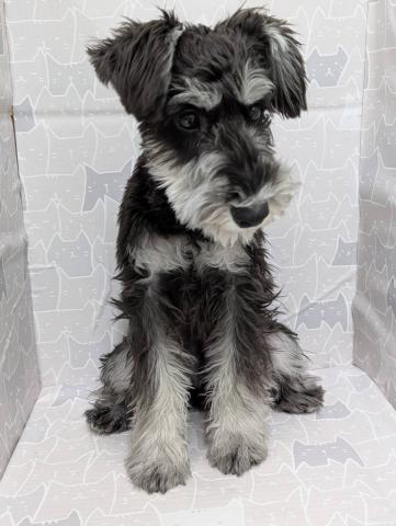 ミニチュアシュナウザー