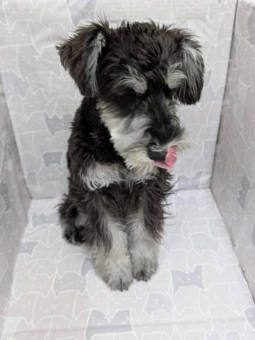 ミニチュアシュナウザー