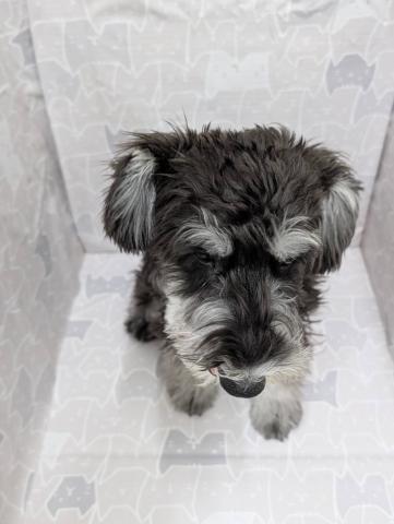 ミニチュアシュナウザー