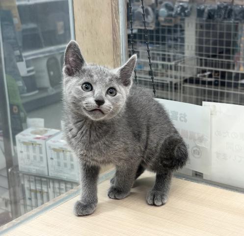 ロシアンブルー