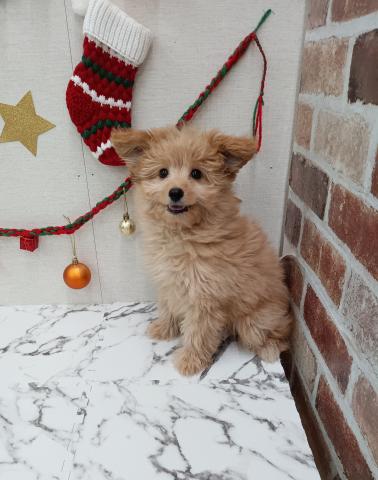 秋田県のポメプー(ポメラニアン×プードル) (ペットアミ 能代東インター店/2025年9月6日生まれ/男の子/アプリコット)の子犬の2枚目の画像