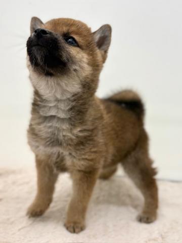 新潟県の柴犬(標準サイズ) (ペットアミ 新潟西店/2025年9月13日生まれ/女の子/赤)の子犬の2枚目の画像