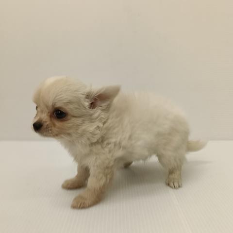 新潟県のチワワ(ロング) (ペットアミ 新発田店/2025年9月25日生まれ/男の子/クリーム)の子犬の3枚目の画像