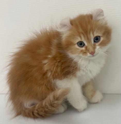 アメリカンカール