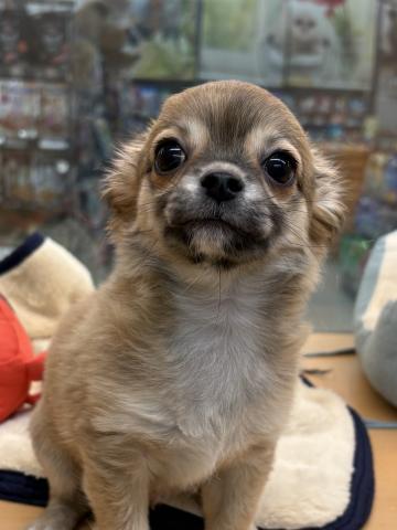 チワワ(ロングコート)