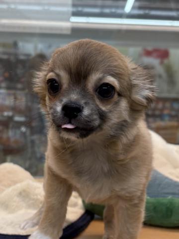 チワワ(ロングコート)