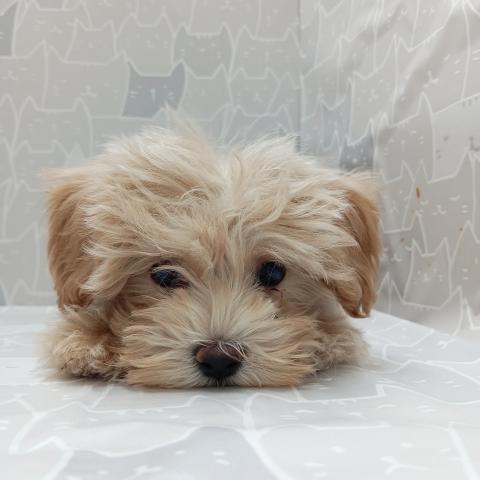 MIXマルチーズ✕トイプードル