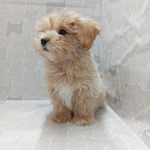 MIXマルチーズ✕トイプードル