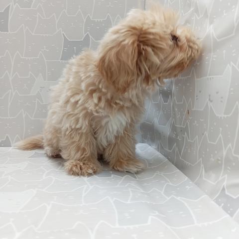 MIXマルチーズ✕トイプードル