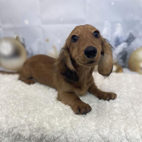 ミニチュアダックスフンド