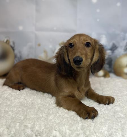 ミニチュアダックスフンド