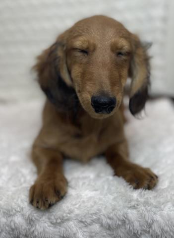 ミニチュアダックスフンド