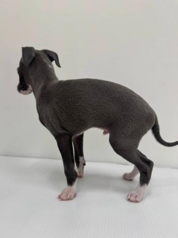 和歌山県のイタリアングレーハウンド (ペットアミ 和歌山インター店/2025年8月2日生まれ/男の子/ブルーホワイト)の子犬の2枚目の画像