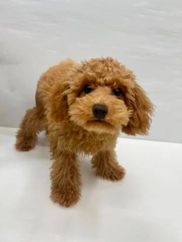 和歌山県のトイプードル(トイ) (ペットアミ 那賀店/2025年3月28日生まれ/男の子/レッド)の子犬